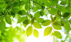 Dipp Ecologisch Gamma